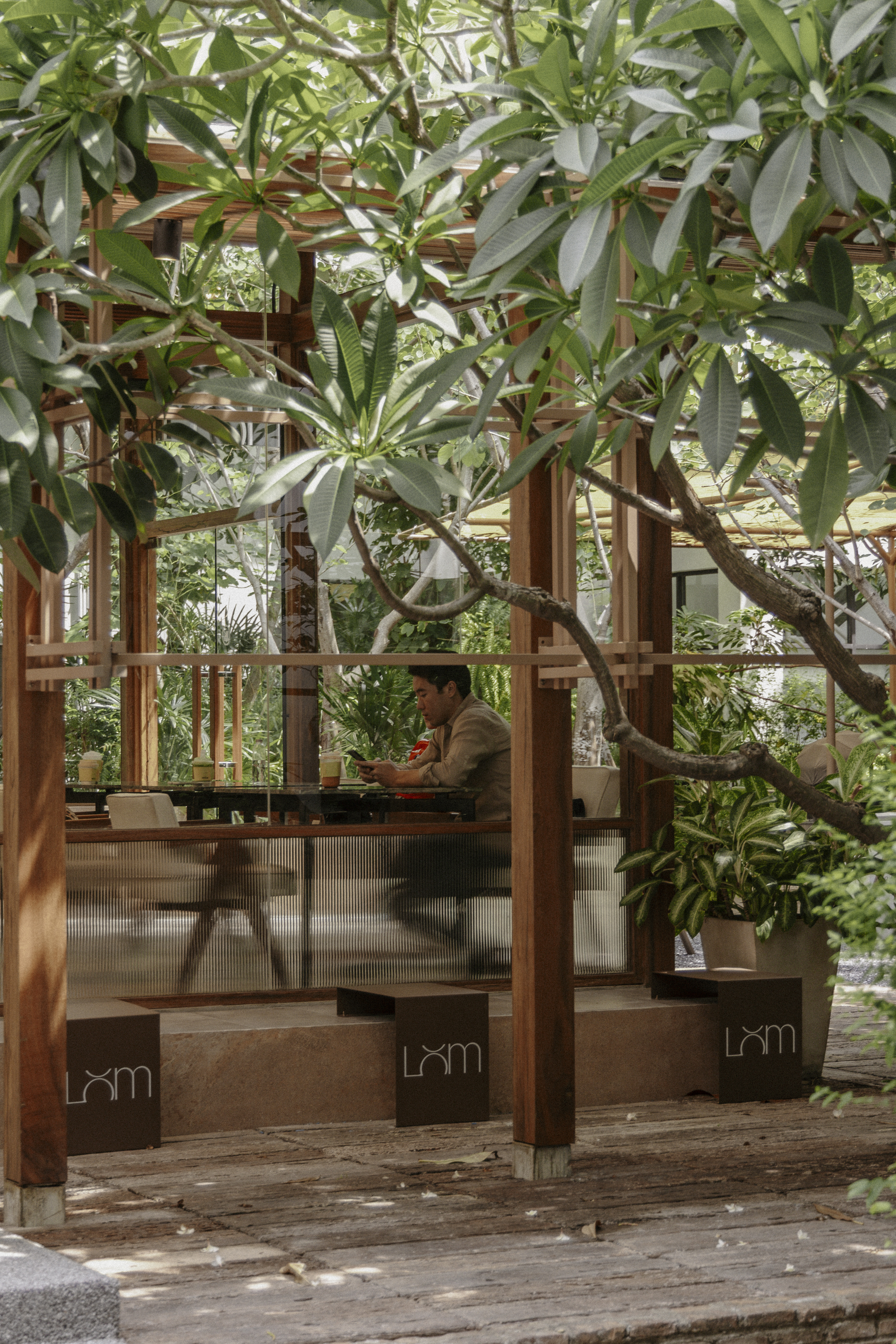 Person working at outdoor terrace under frangipani trees at Café LOM