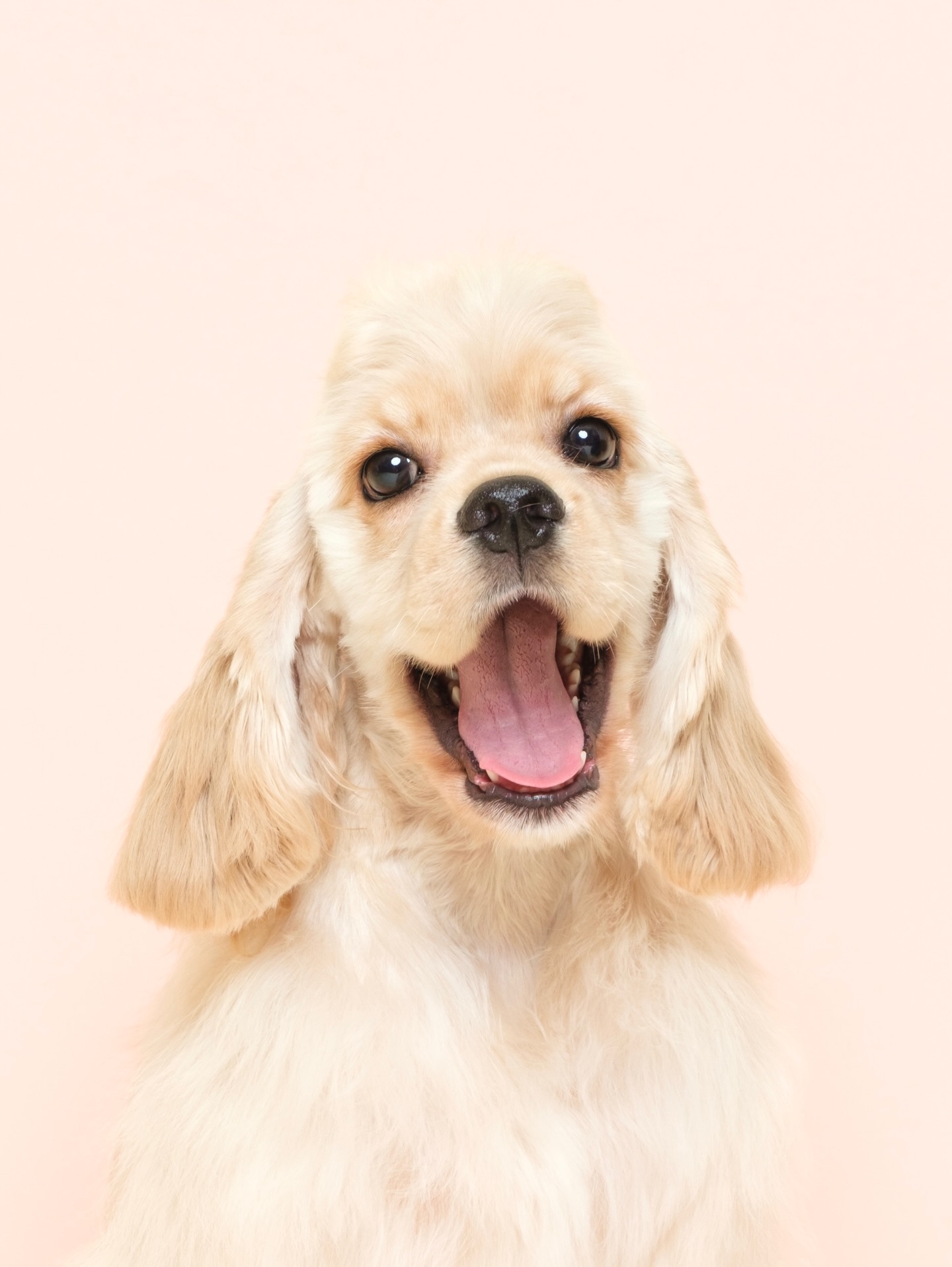 Olive Grooming Studio — freshly groomed cocker spaniel studio portrait
