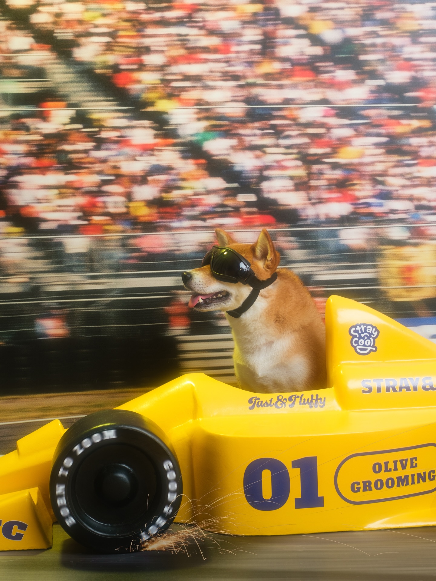 Shiba Inu in racing goggles on the Fast & Fluffy set