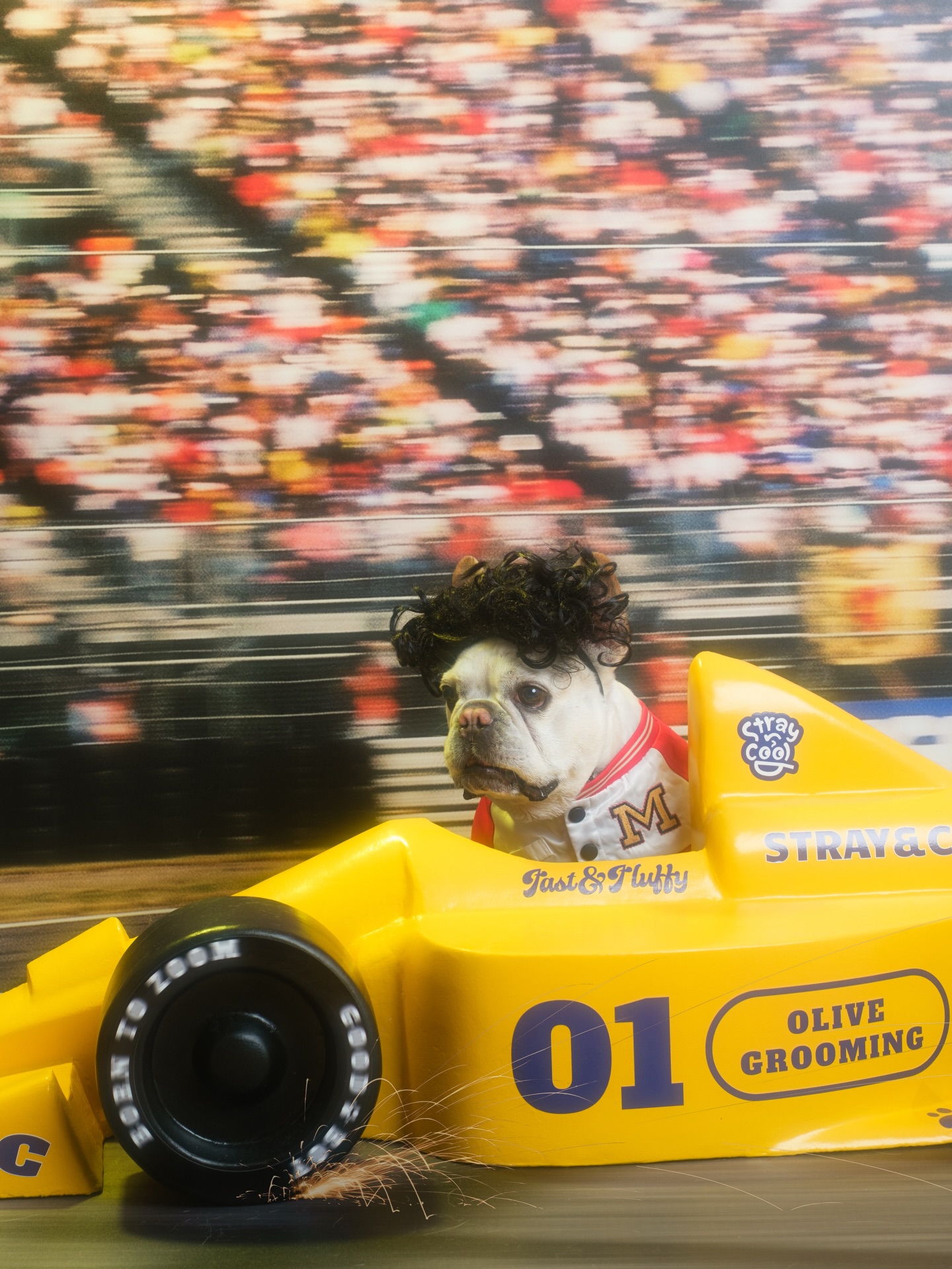 French Bulldog in a curly wig on the Fast & Fluffy set