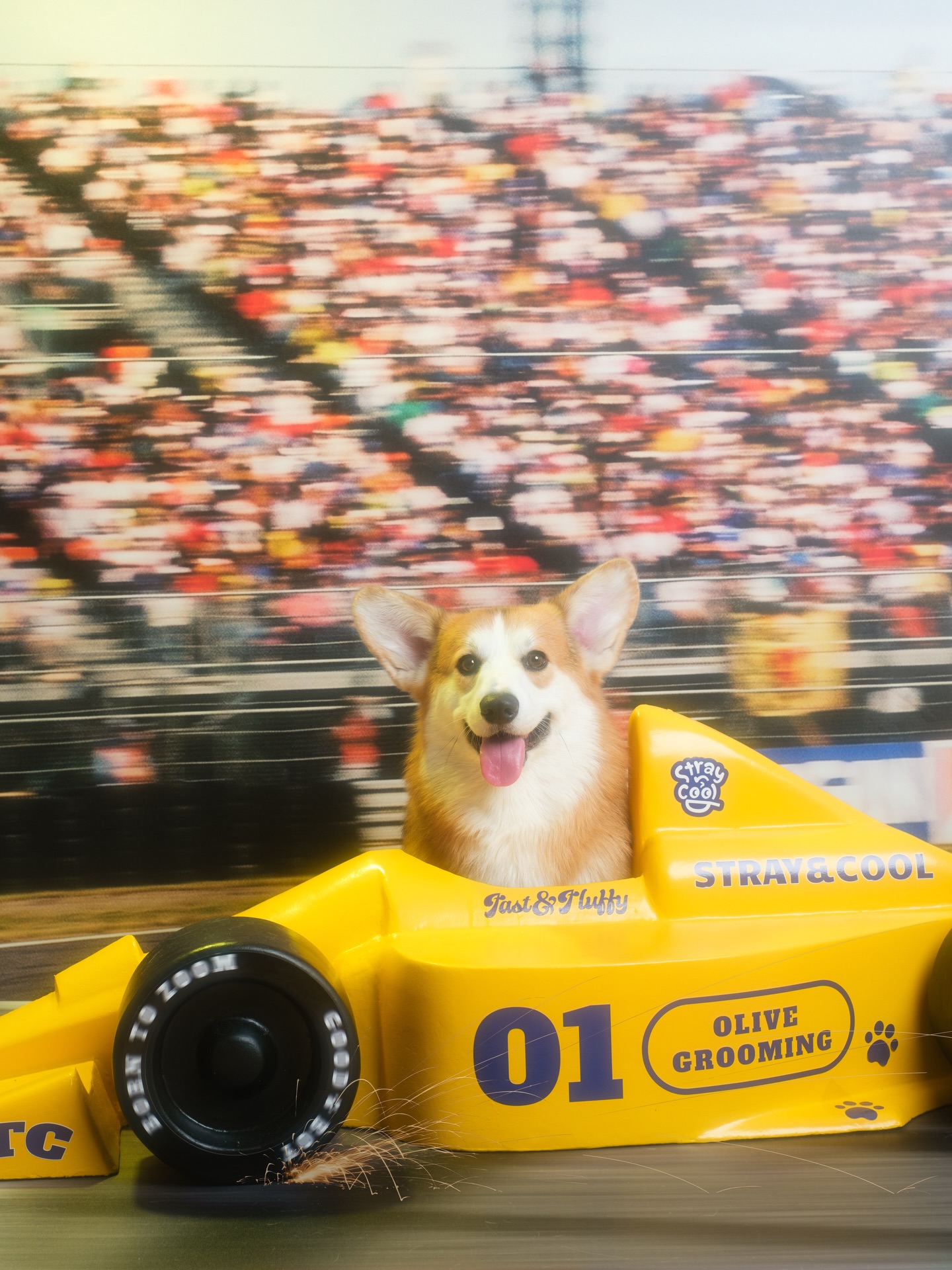 Olive Grooming Studio — freshly groomed corgi in the Fast & Fluffy studio set
